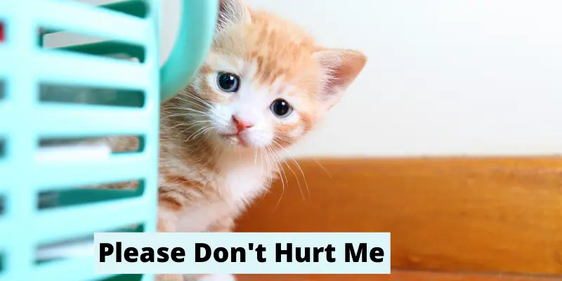 Please Don't Hurt Me Meme with a cute kitten